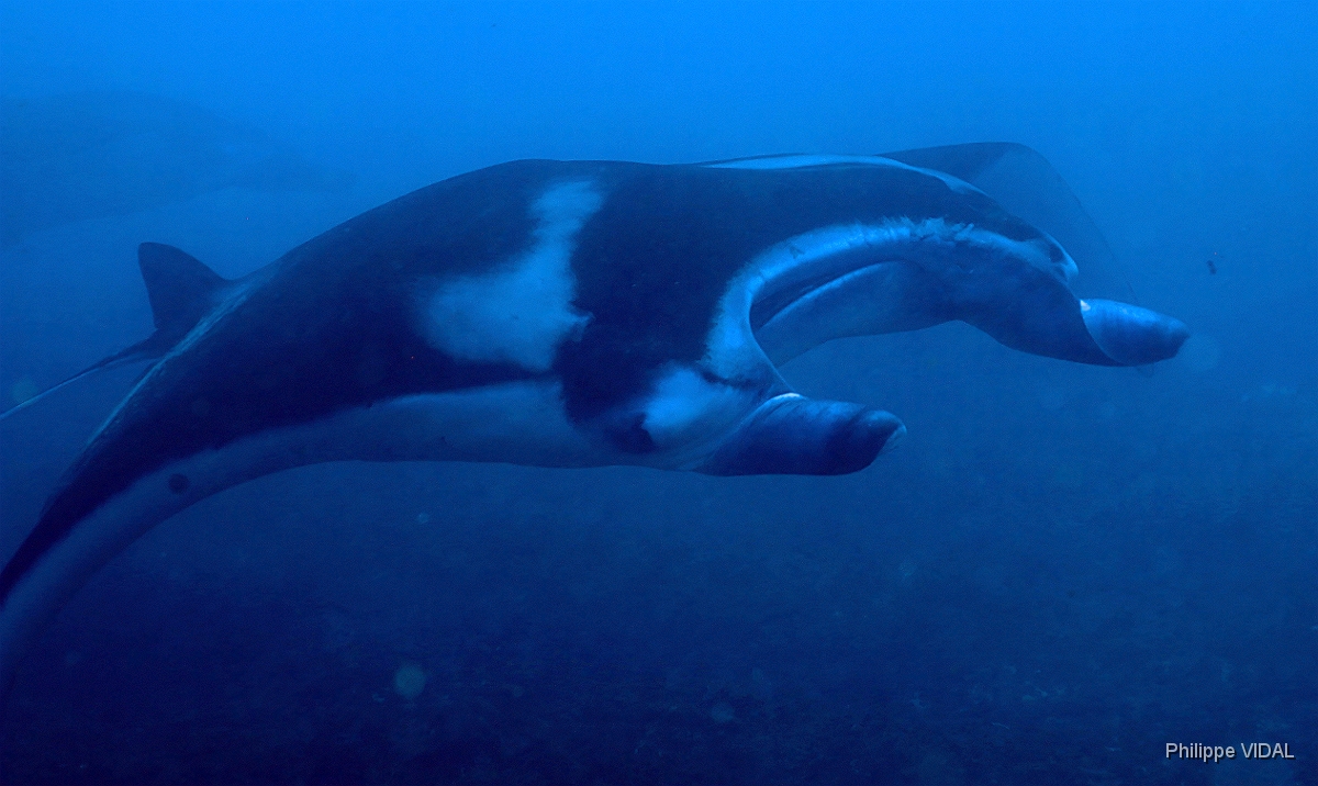Bali 2016 - Oceanic Manta Ray - Raie Manta Oceanique - Manta Birostris - IMG_5968_rc.jpg
